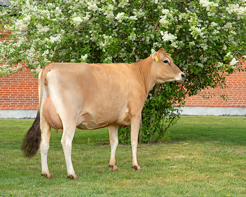 38330-12815 VJ Nibiru.jpg