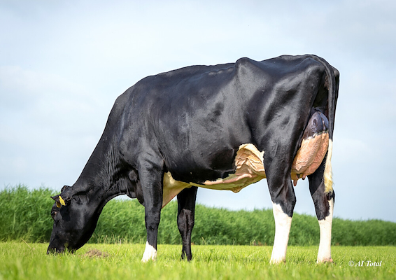 Dam Brujito Boghill Glamour Carlin K-1 VG 87 .jpg