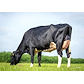 Dam Brujito Boghill Glamour Carlin K-1 VG 87 .jpg
