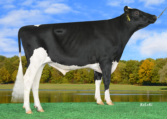 DG Brujito - side.jpg