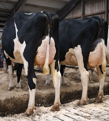 Holstein 24680-06595 og 23714-03202-2 - Sherrif.jpg