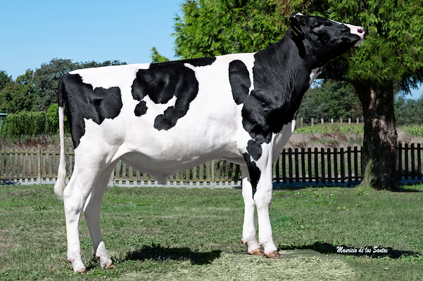 Powermate bull (1).jpg