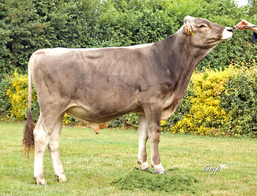 TALICO P