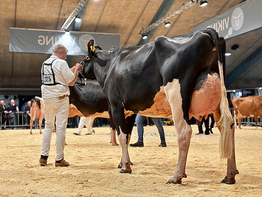 Tirsvad 3STAR Simon Mojito P 023714-03202