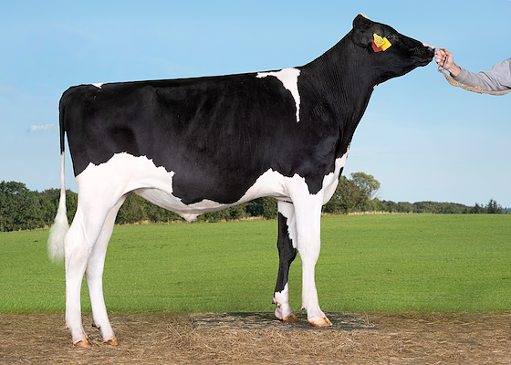 VH Bildur 261788.jpg