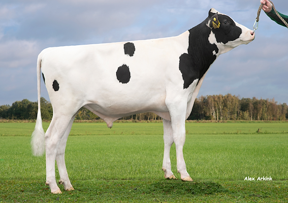 VH Dario (Dublin).jpg