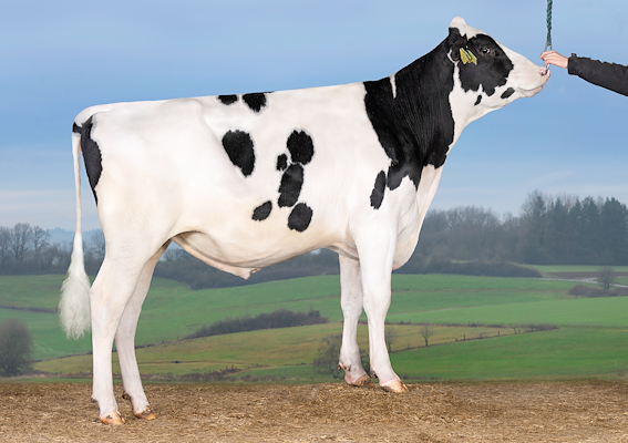 VH Flyer PP (VH Fawkes P).jpg