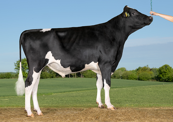 VH Maestro (Meta RC).jpg