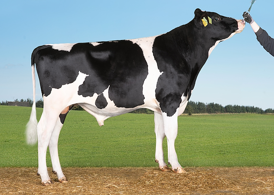 VH Sheik P 6975000199_261697.jpg