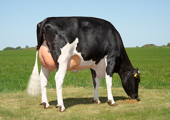 VH Slatt P daughter no 55276-5932 from IS Spangsberg, Skjern - scenic02 (1).jpg