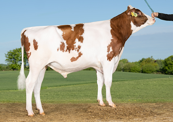 VH Soda PPR (VH SimsPRC).jpg