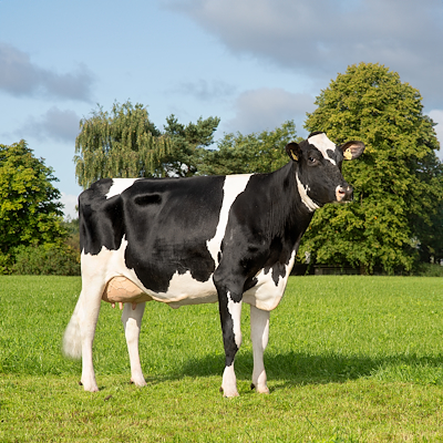 VH Swish daughter no 41415-3719 from Henrik Hedegaard, Kjellerup.jpg