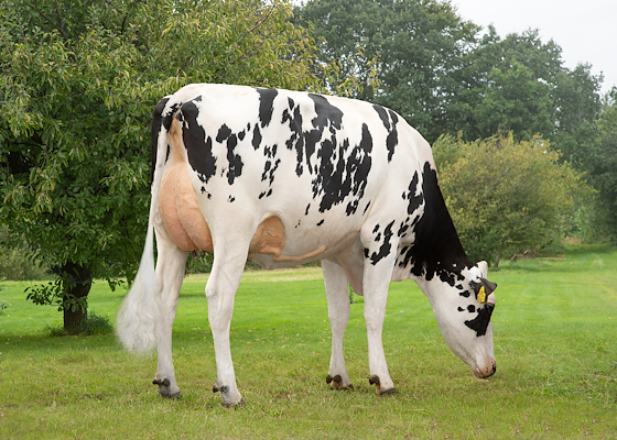 VH Swish daughter no. 56825-5471 from Damsted IS, Videbæk.jpg