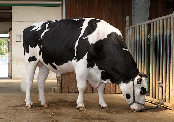 VH Swish (VH Spruce).jpg