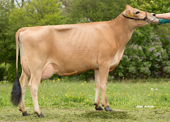 VJ Gator dam no 19903-6168 (VJ Black) from Juulsgaard_Nr Aaby.jpg