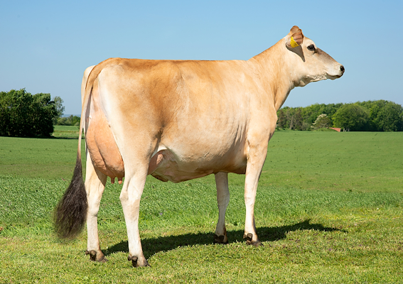 VJ Giga daughter no 40834-7499 from Tastum Jersey, Stoholm.jpg