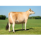 VJ Giga daughter no 40834-7499 from Tastum Jersey, Stoholm.jpg
