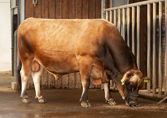 VJ Giga (VJ Giant).jpg