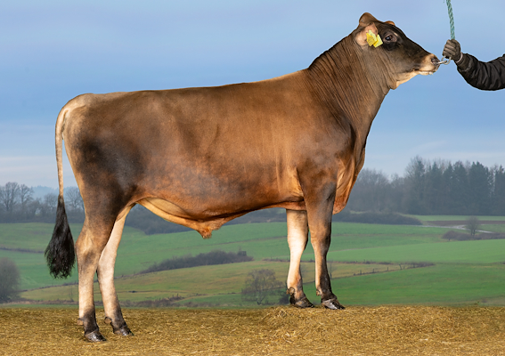 VJ Jam (VJ Juke).jpg