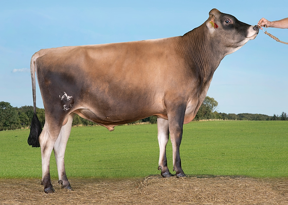 VJ Kasino 305032.jpg