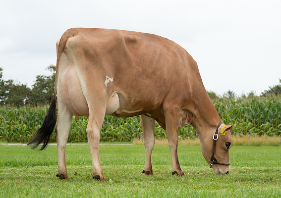 VJ Kasino daughter no. 53448-4976 from Adelgaard Jersey, Skjern.jpg