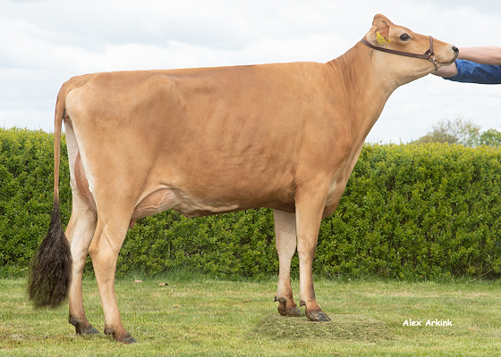 VJ Nibiru dam no 36488-3322 (VJ Gislev) from Sønderfenner_Ribe.jpg