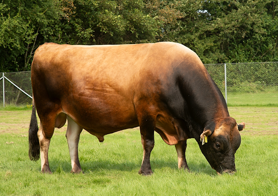 VJ Nibiru (VJ Nibali) 1.jpg