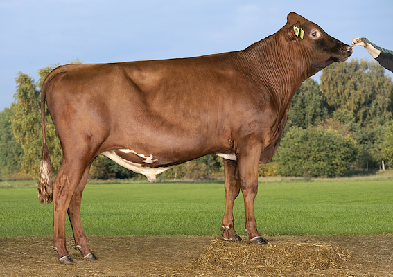 VR Feather (VR Facit P).jpg