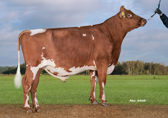 VR Ferrix (VR Feritus).jpg