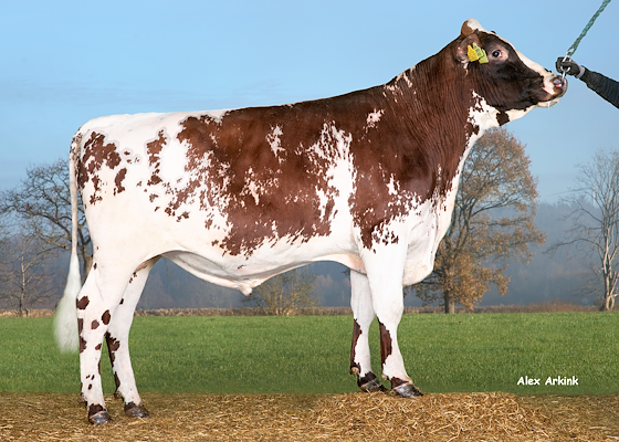 VR Vesty (VR Vimo) 38290.jpg