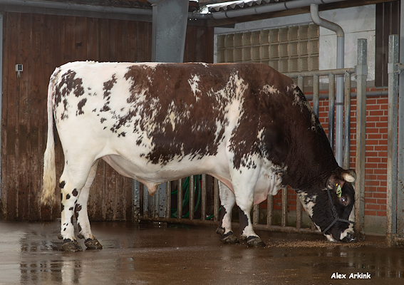 VR Vesty (VR Vimo).jpg