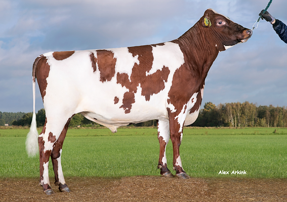 VR Visa P (VR Vehmaa).jpg